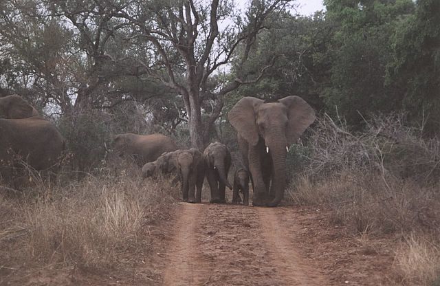 Elefanten im Anmarsch