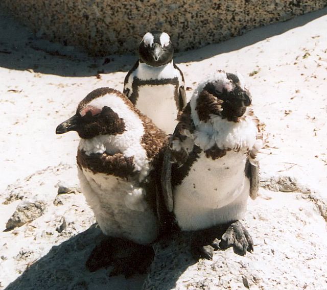 Pinguine in der Simons Bay