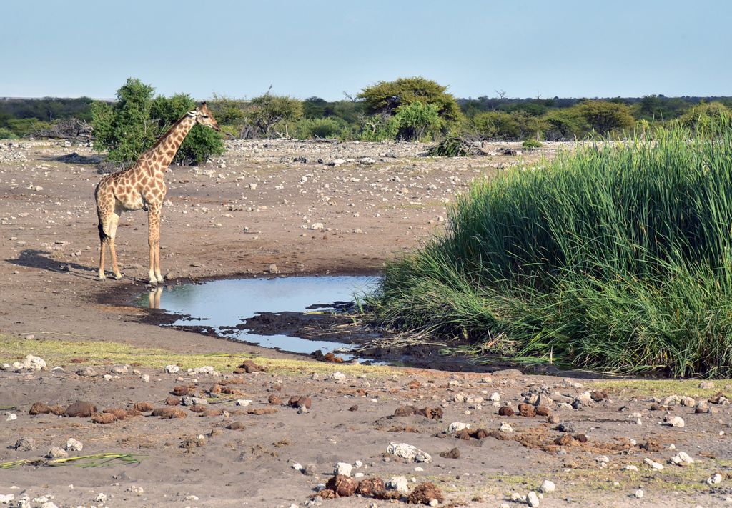 Giraffen-Frühschoppen im Etosha Nationalpark