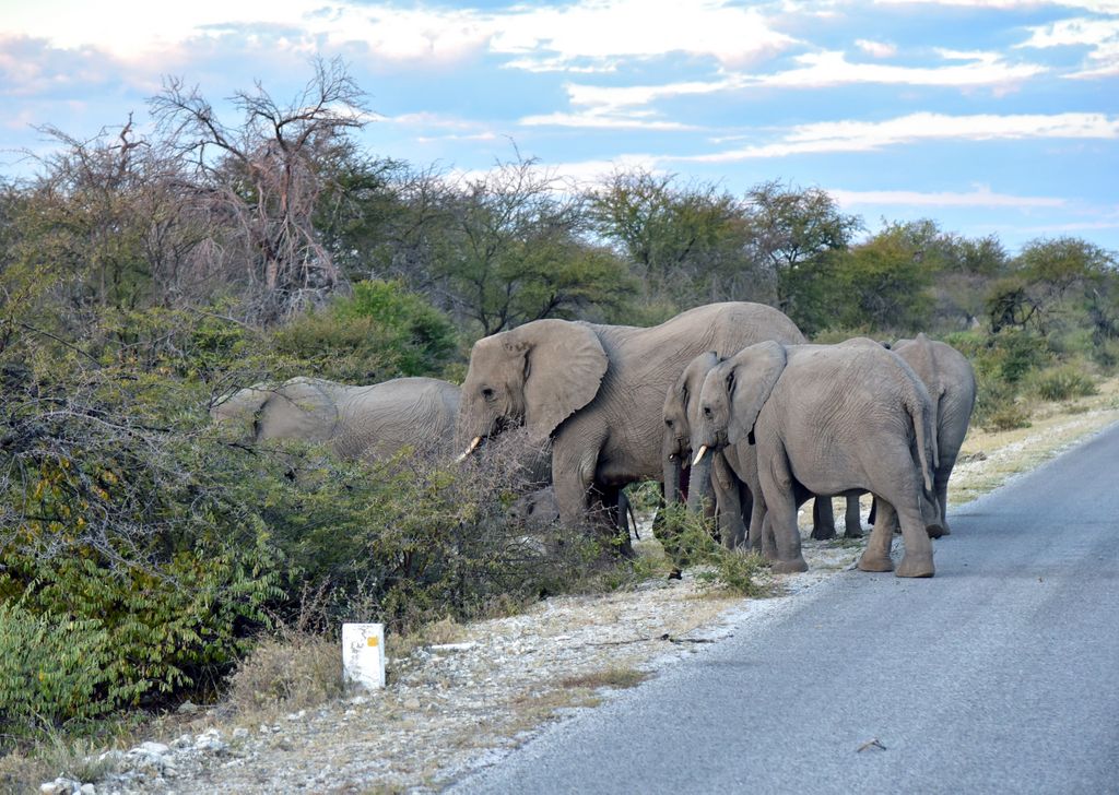 Elefantenrunde nach der Bundestagswahl im Etosha Nationalpark