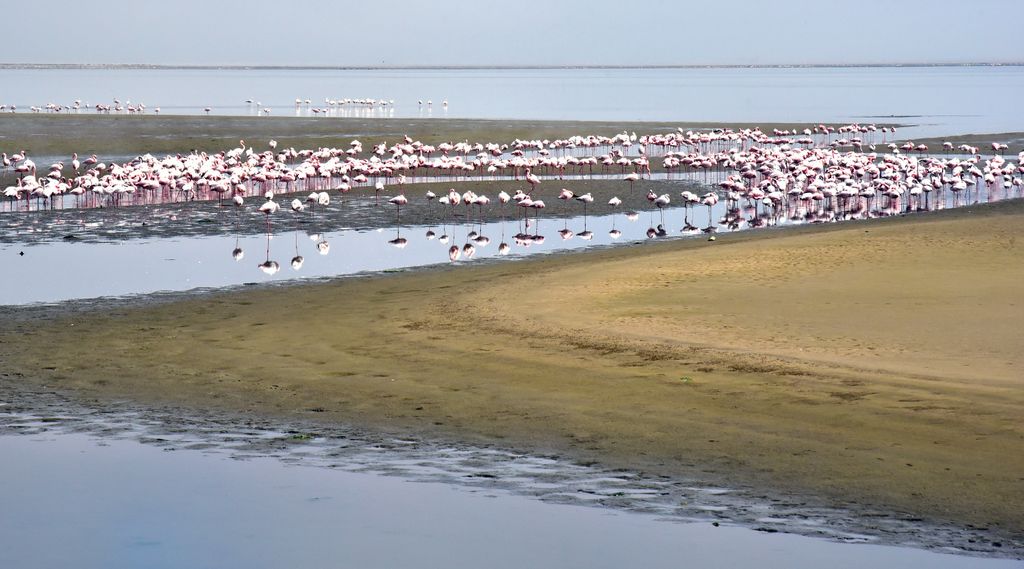 Flamingos nahe Swakopmund