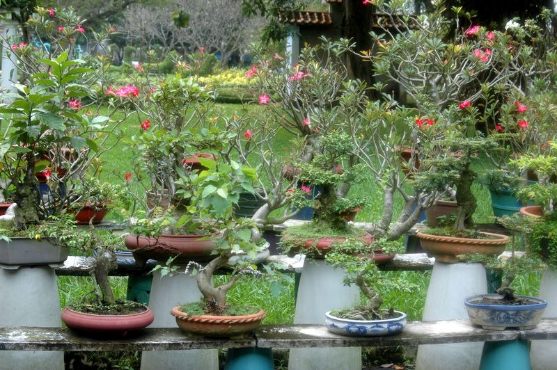 Ein Bonsaigarten