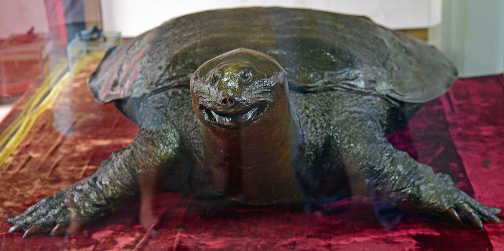 Schildkröten-Ehrung im Jadeberg-Tempel in Hanoi